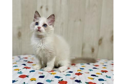 成約済の大阪府のラグドール-34943の6枚目