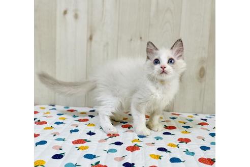 成約済の大阪府のラグドール-34943の5枚目