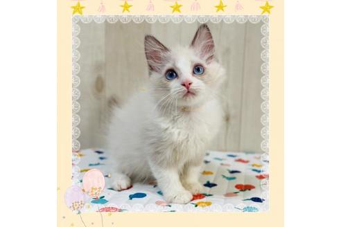 成約済の大阪府のラグドール-34943