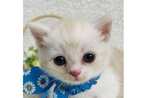 千葉県のスコティッシュフォールド 男の子 22 08 22生まれ 可愛いクリームタビー ホワイトの男の子 子猫id 子猫 ブリーダーナビ