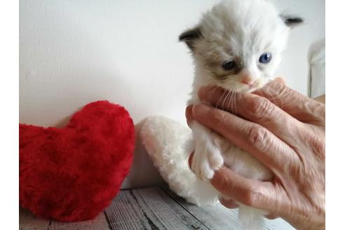 成約済の埼玉県のラグドール-34956の4枚目