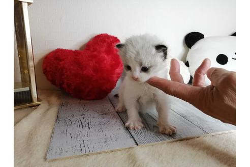 成約済の埼玉県のラグドール-34957の4枚目