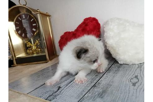成約済の埼玉県のラグドール-34957の5枚目