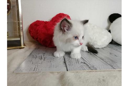 成約済の埼玉県のラグドール-34959の2枚目