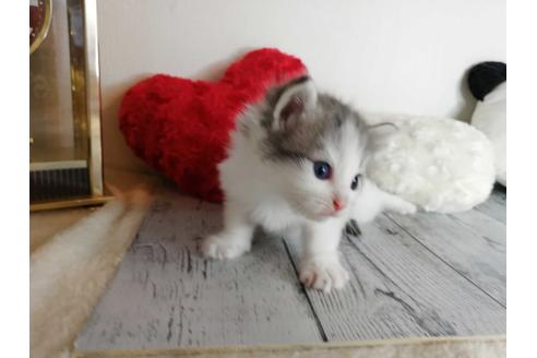 成約済の埼玉県のノルウェージャンフォレストキャット-34962の2枚目