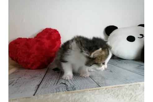 成約済の埼玉県のノルウェージャンフォレストキャット-34963の4枚目