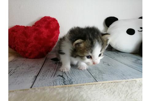 成約済の埼玉県のノルウェージャンフォレストキャット-34963の5枚目