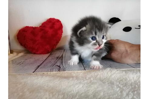 成約済の埼玉県のノルウェージャンフォレストキャット-34966の1枚目