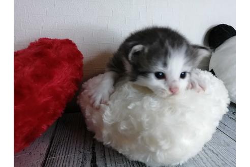 成約済の埼玉県のノルウェージャンフォレストキャット-34968の3枚目