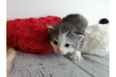 成約済の埼玉県のノルウェージャンフォレストキャット-34968の1枚目