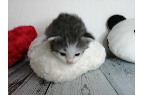 成約済の埼玉県のノルウェージャンフォレストキャット-34969の3枚目