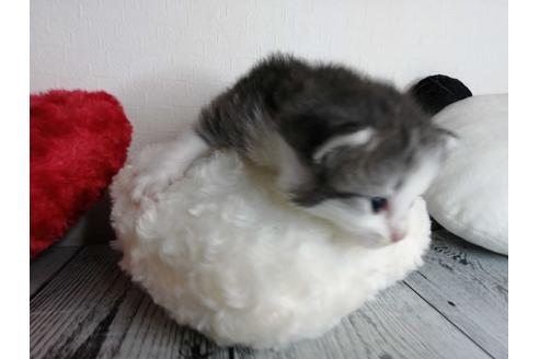 成約済の埼玉県のノルウェージャンフォレストキャット-34969の2枚目