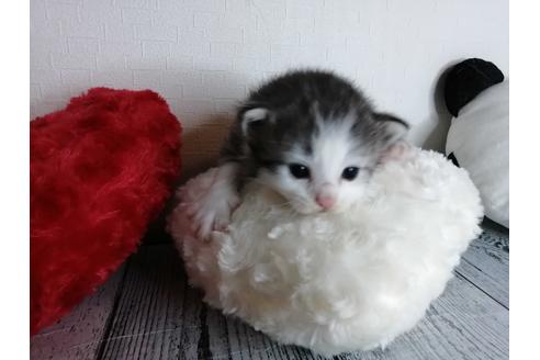 成約済の埼玉県のノルウェージャンフォレストキャット-34969の1枚目