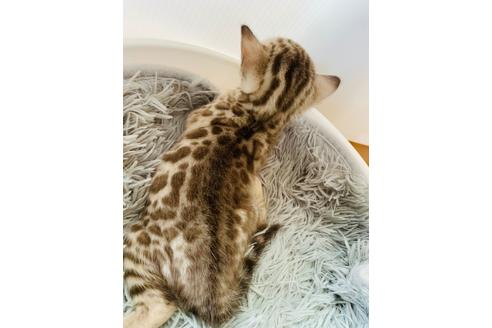 成約済の静岡県のベンガル-34447の31枚目