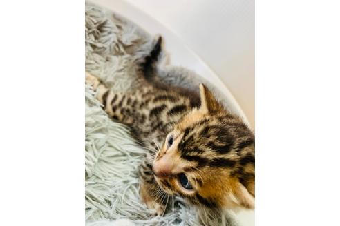 成約済の静岡県のベンガル-34448の31枚目