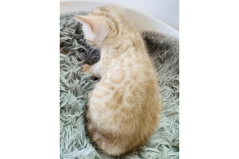 成約済の静岡県のベンガル-34445の19枚目