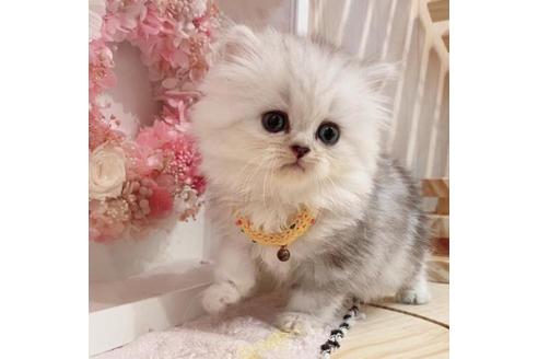 成約済の長野県のミヌエット-35021