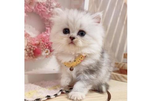 成約済の長野県のミヌエット-35021の4枚目