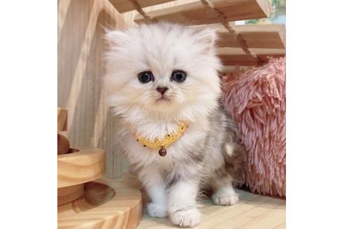 成約済の長野県のミヌエット-35021の3枚目