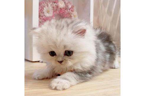 成約済の長野県のミヌエット-35021の2枚目