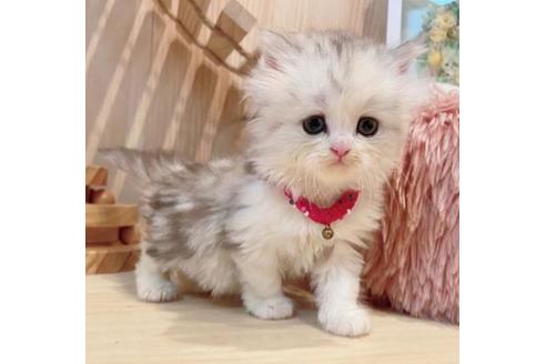 成約済の長野県のミヌエット-35022の2枚目