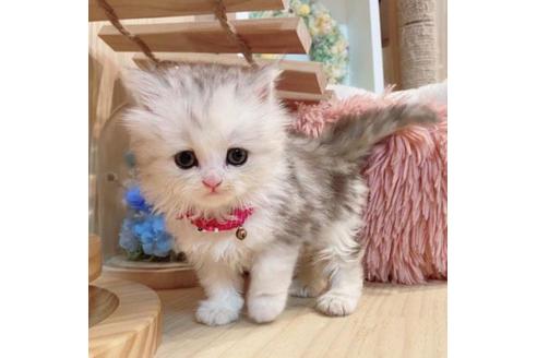 成約済の長野県のミヌエット-35022の4枚目