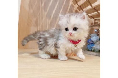 成約済の長野県のミヌエット-35022の3枚目