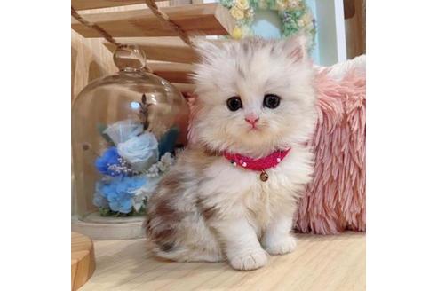 成約済の長野県のミヌエット-35022