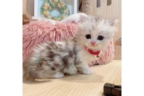 成約済の長野県のミヌエット-35022の5枚目