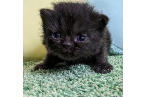 千葉県のラガマフィン 男の子 22 09 02生まれ オールブラックのカッコいい男の子 子猫id 子猫ブリーダーナビ 千葉県のラガマフィン 男の子 22 09 02生まれ オールブラックのカッコいい男の子 子猫id 子猫ブリーダーナビ