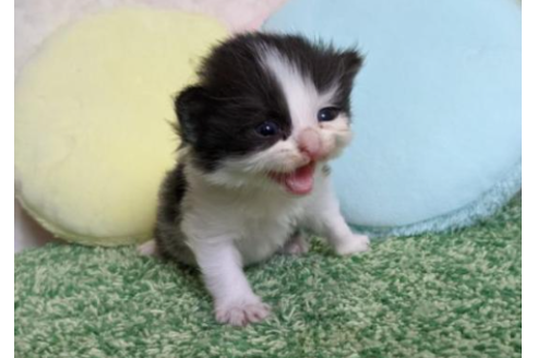 千葉県のラガマフィン 女の子 22 09 02生まれ 変則ハチワレちゃん 子猫id 子猫ブリーダーナビ 千葉県のラガマフィン 女の子 22 09 02生まれ 変則ハチワレちゃん 子猫id 子猫ブリーダーナビ