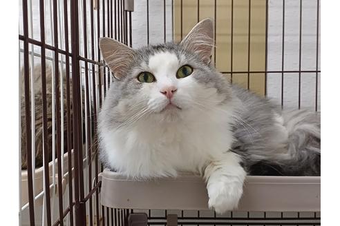 成約済の埼玉県のノルウェージャンフォレストキャット-34924の3枚目