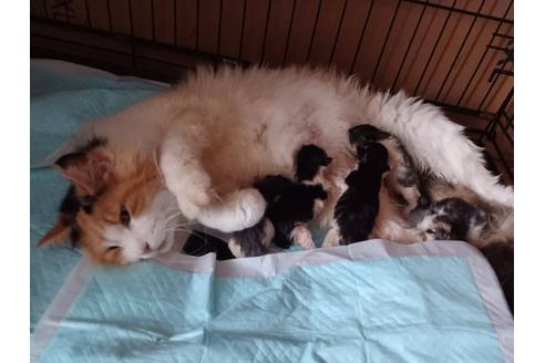 成約済の埼玉県のノルウェージャンフォレストキャット-34924の2枚目