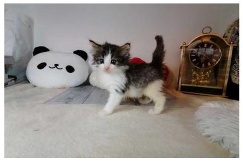 成約済の東京都のノルウェージャンフォレストキャット-35098の2枚目