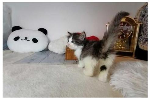 成約済の東京都のノルウェージャンフォレストキャット-35098の4枚目