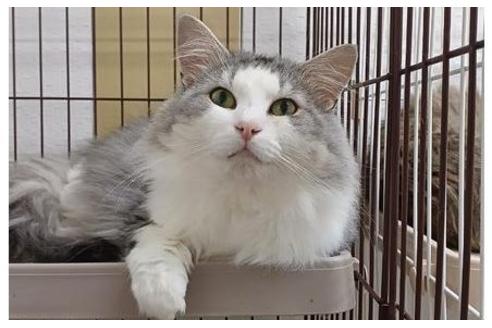 成約済の東京都のノルウェージャンフォレストキャット-35098の5枚目