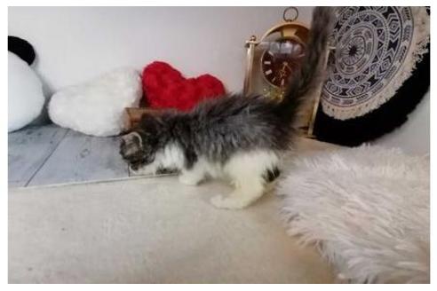 成約済の東京都のノルウェージャンフォレストキャット-35098の3枚目