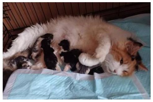 成約済の東京都のノルウェージャンフォレストキャット-35098の6枚目