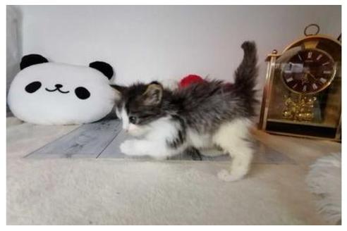 成約済の東京都のノルウェージャンフォレストキャット-35098の7枚目