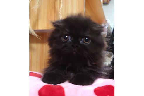 成約済の愛知県のスコティッシュフォールド-34543の2枚目