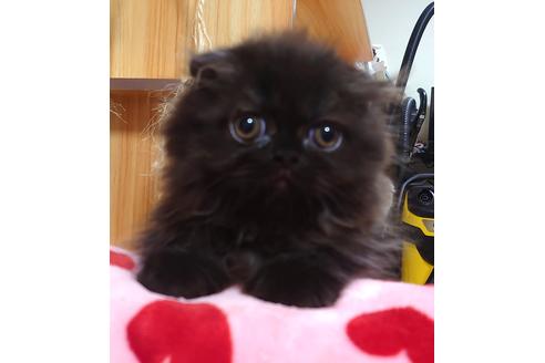 成約済の愛知県のスコティッシュフォールド-34543