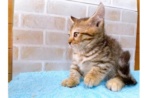 成約済の東京都のジェネッタ-35641の5枚目