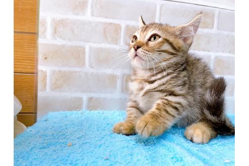 成約済の東京都のジェネッタ-35641の6枚目