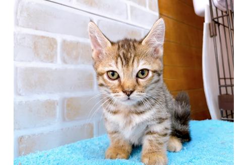 成約済の東京都のジェネッタ-35641の1枚目