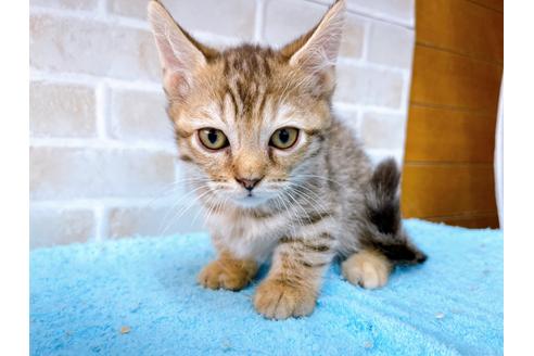 成約済の東京都のジェネッタ-35641の2枚目