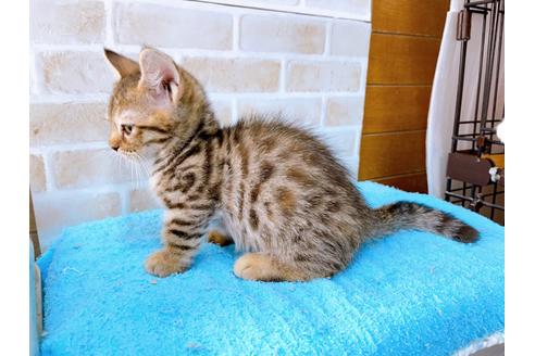 成約済の東京都のジェネッタ-35641の3枚目