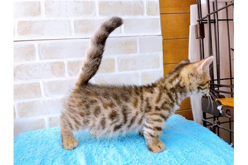 成約済の東京都のジェネッタ-35641の4枚目