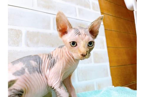 成約済の東京都のスフィンクス-35639の1枚目