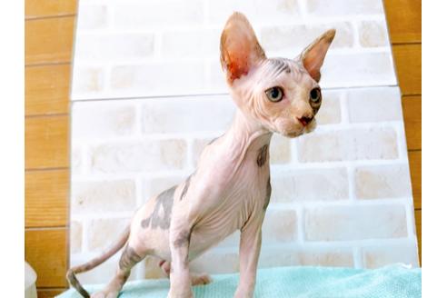 成約済の東京都のスフィンクス-35639の7枚目