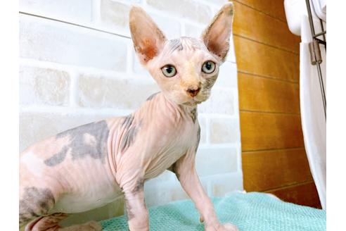 成約済の東京都のスフィンクス-35639の8枚目